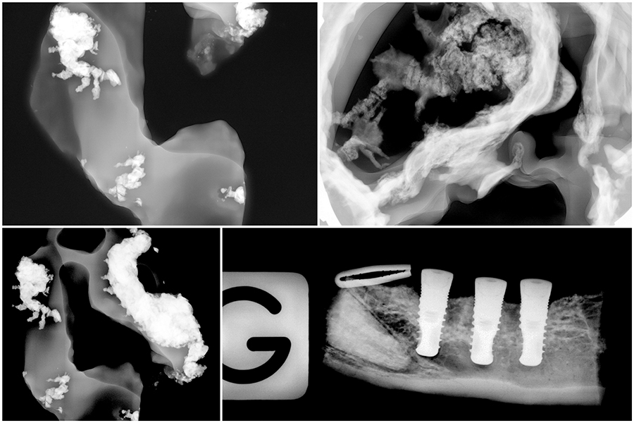 Image N25-canin